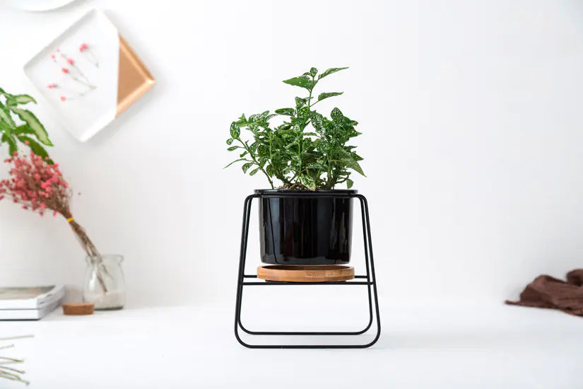 Geometric Planter Set with Iron Stand