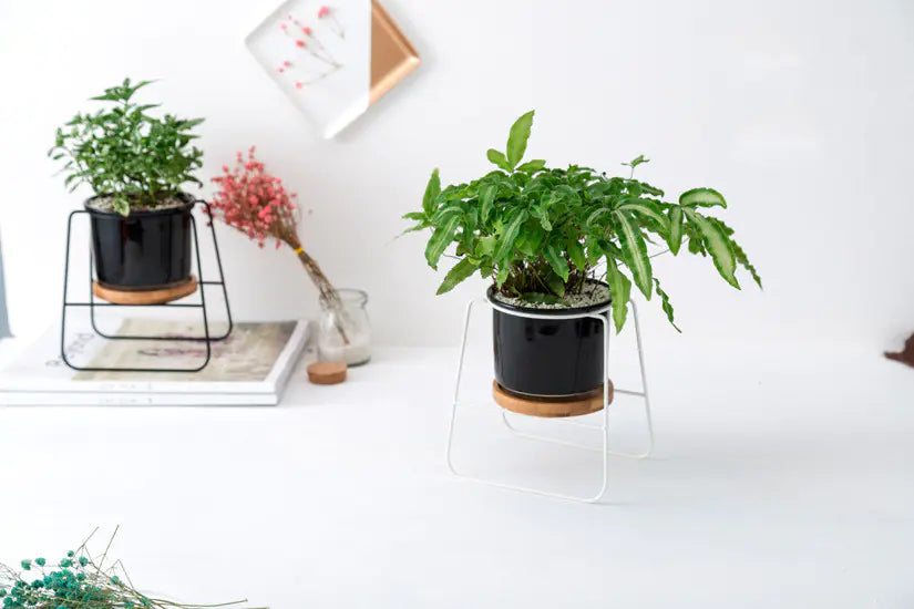 Geometric Planter Set with Iron Stand