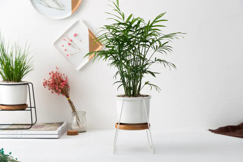 Geometric Planter Set with Iron Stand