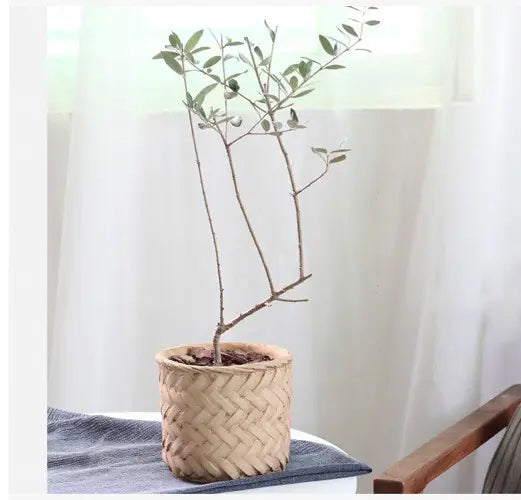 Rustic Woven-Styled Cement Planter