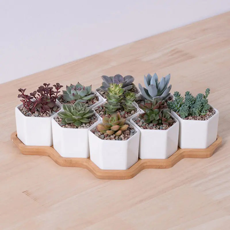 4 oz succulent pot HexaCeramic 4-Piece Succulent Set – Nue.Aura