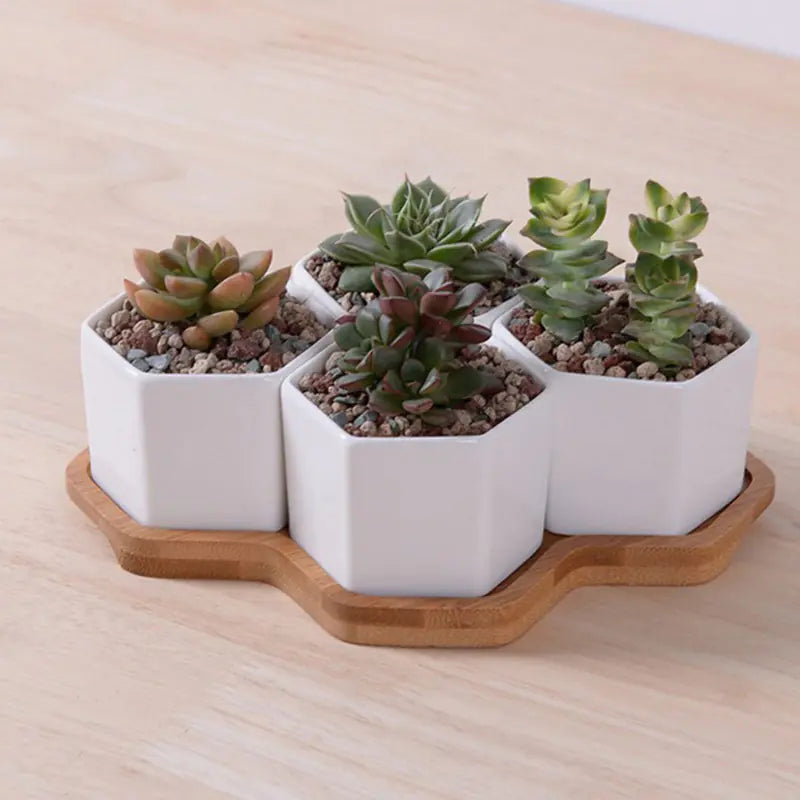 HexaCeramic 4-Piece Succulent Set