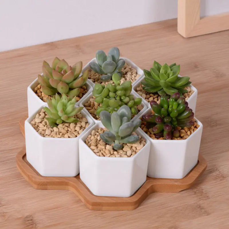 HexaCeramic 4-Piece Succulent Set