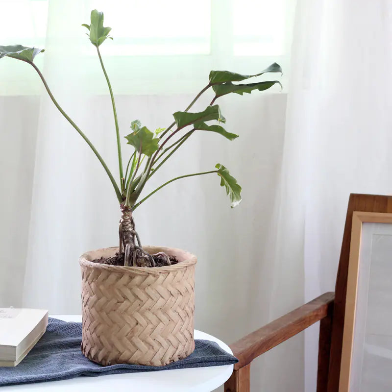 Rustic Woven-Styled Cement Planter