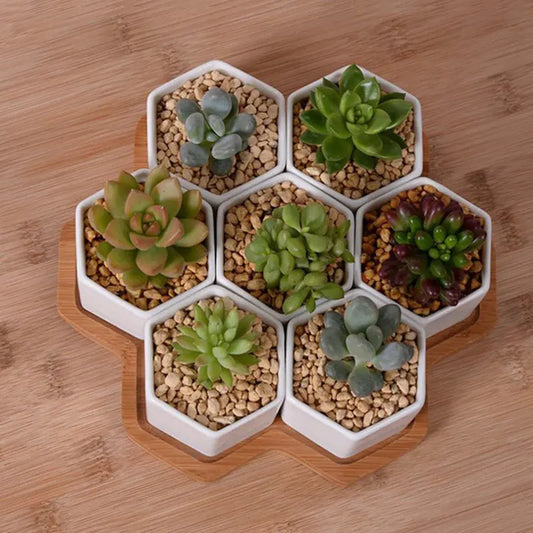 HexaCeramic 4-Piece Succulent Set