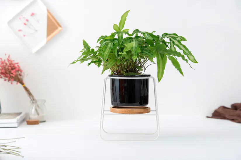 geometric pots for plants Geometric Planter Set with Iron Stand – Nue.Aura