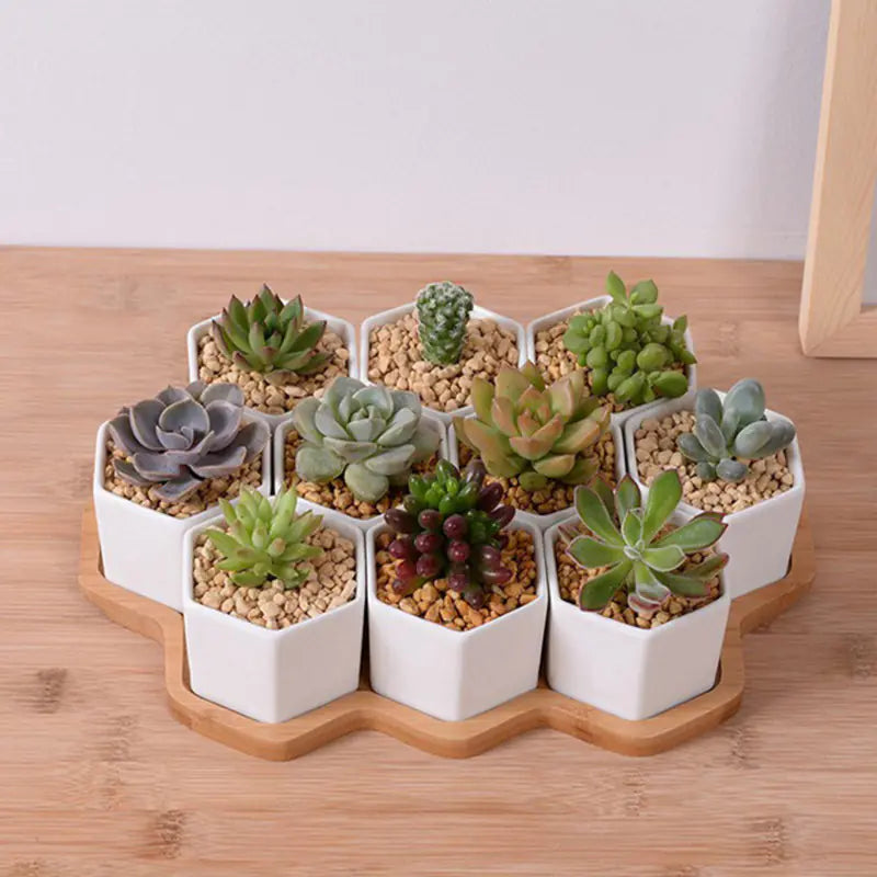 HexaCeramic 4-Piece Succulent Set